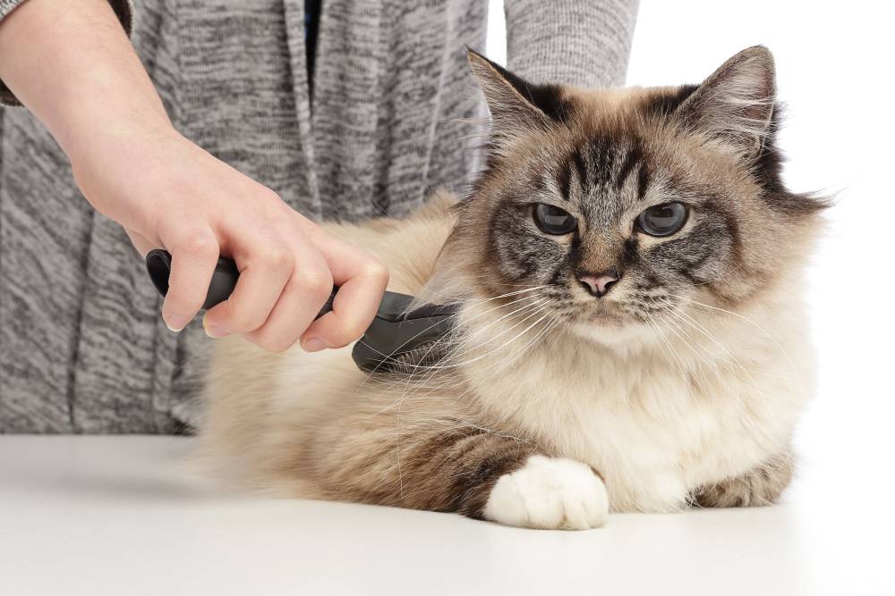 toilettage chat