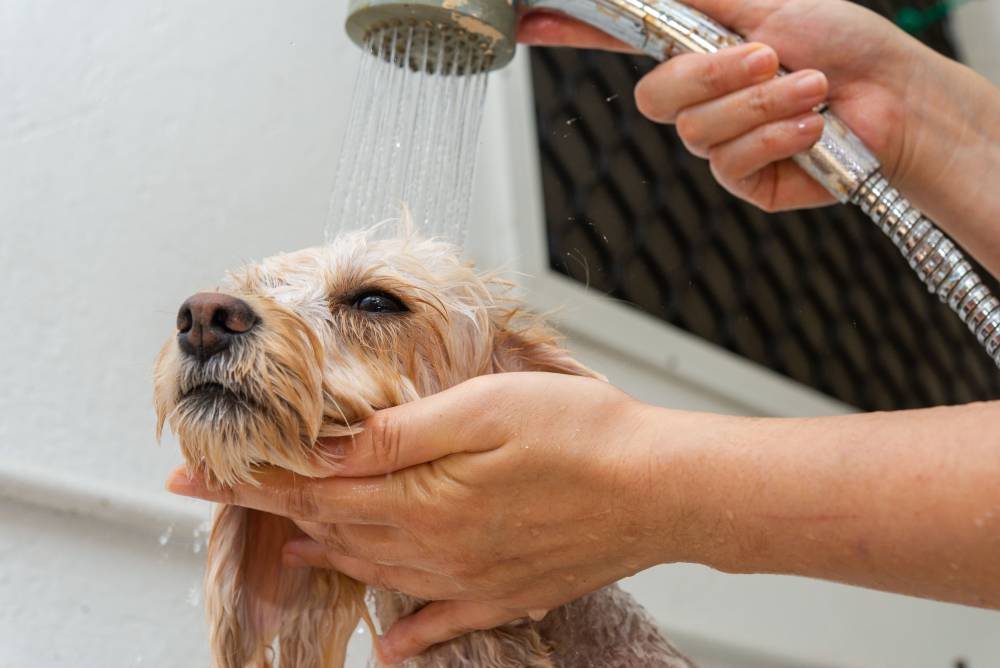 Toiletteur canin à Parthenay 