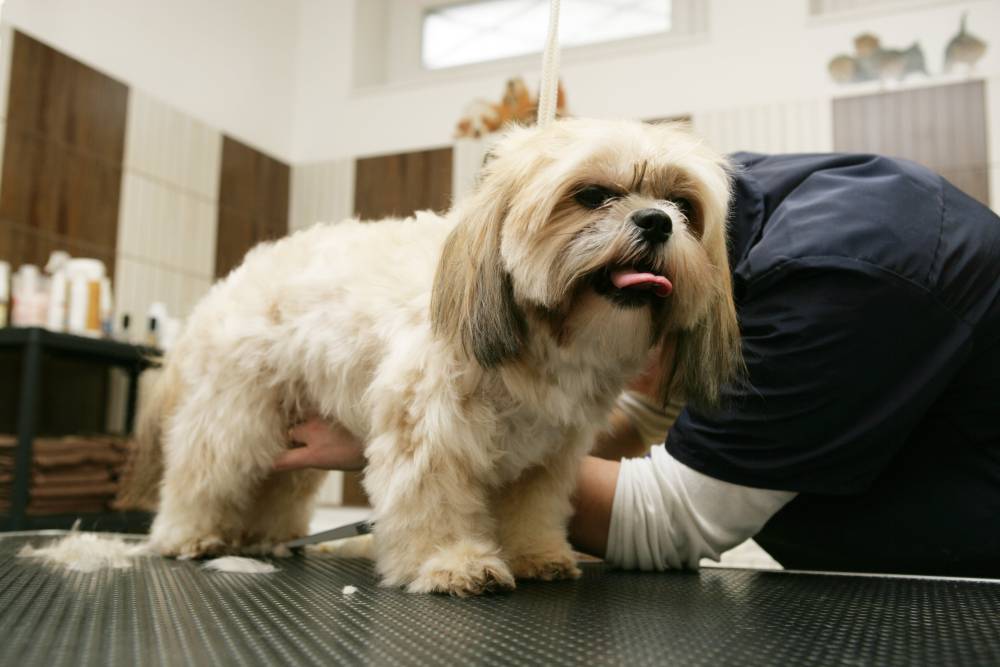 Epilation chien à Parthenay 