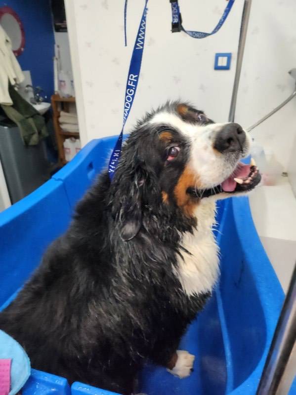 toilettage chien (5)