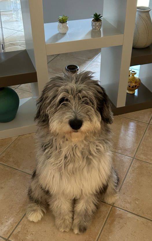 toilettage chien (6)