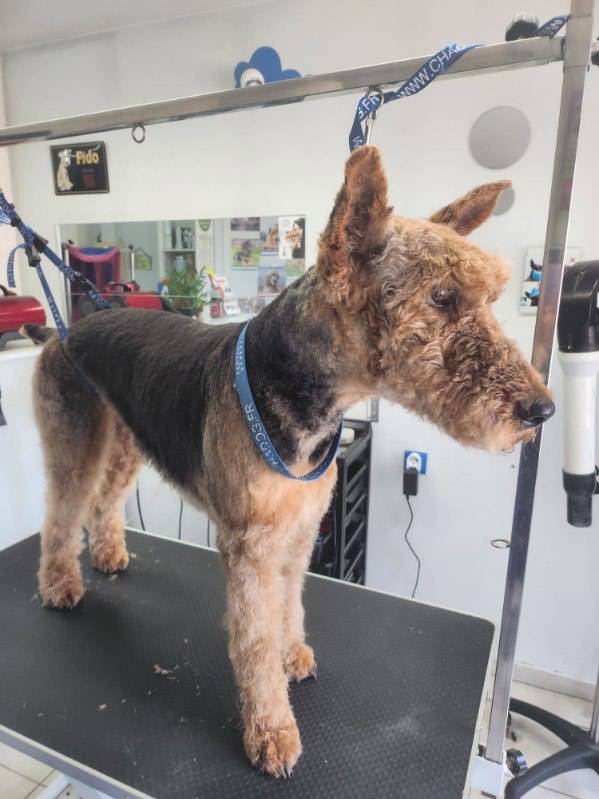 toilettage chien (10)