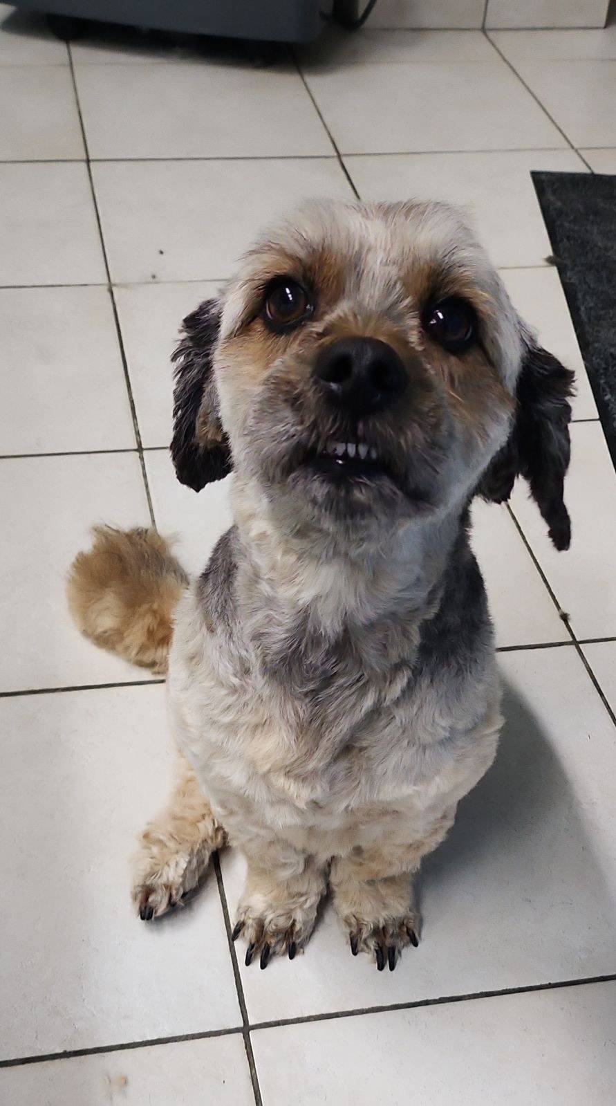toilettage chien (12)