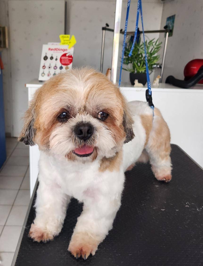 toilettage chien (14)