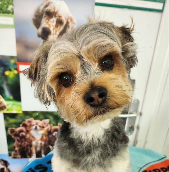 toilettage chien (15)