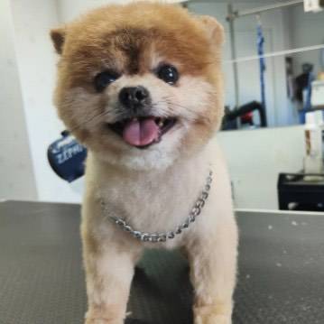 toilettage chien (17)
