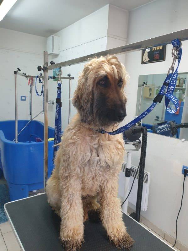 toilettage chien (19)
